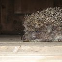 ���� Serg, ����, 59 ��� - ��������� 18 ����� 2012