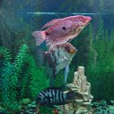 ���� �����, ���������, 58 ��� - ��������� 1 ������ 2013 � ������ ���� ����������