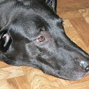 ���� ���, ������ - ��������� 7 ������ 2009 � ������ �In Memory of Nos, The Dog (R.I.P)�