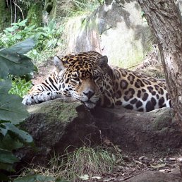 ���� ������, �������, 51 ��� - ��������� 10 ��� 2012