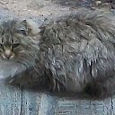 ��������� ��� �� ����������� �� ������� ���� ����������