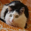 ���� �����, �������� - ��������� 8 ���� 2010