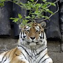 ���� Man, ������� - ��������� 8 ������ 2012 � ������ ���� ����������