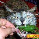 ���� �������, �����, 39 ��� - ��������� 2 ������ 2009 � ������ ��������� �����