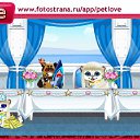  , , 46  -  8  2010   PetLove