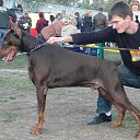  Dobermann, , 38  -  13  2010    !!!