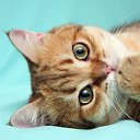 ���� ������, ������� ����, 22 ���� - ��������� 25 ���� 2013 � ������ �������� ������ � ���������� ��� ������������ ����������