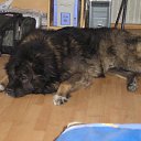 ���� �������, �����, 62 ���� - ��������� 8 ����� 2013 � ������ ���� �������� �� �����