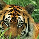 ���� Albert, �������, 53 ���� - ��������� 27 ���� 2012