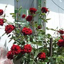 ���� �����, �����������, 47 ��� - ��������� 12 ������� 2010 � ������ ���� ���