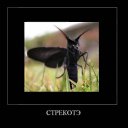 ���� ���������, �����-���������, 83 ���� - ��������� 1 ���� 2011 � ������ ������������� � �����������