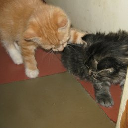 ���� �����, ������ - ��������� 27 ������� 2011