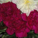  , , 54  -  23  2012   PetLove