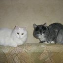 ���� ���������, ����, 53 ���� - ��������� 2 �������� 2011 � ������ ������