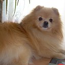 ���� �����, ����, 59 ��� - ��������� 10 ����� 2012 � ������ ���� ��������