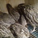 ���� -=)Sll@sh(=-, ������, 40 ��� - ��������� 9 ��� 2011 � ������ ������� � �����