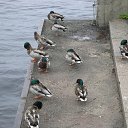  , , 62  -  29  2011    -