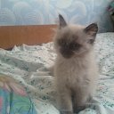  , -, 61  -  12  2012   