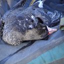 ���� �������, ��������, 51 ��� - ��������� 1 ��� 2012