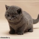 ���� C������, �������, 28 ��� - ��������� 9 ������� 2010 � ������ �������