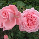 ���� �����, ������, 42 ���� - ��������� 22 ������ 2011 � ������ ���� ����������