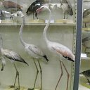 ���� ���, ��������, 30 ��� - ��������� 11 ���� 2013 � ������ ���� ����������