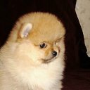 ���� ����, ������-��-����, 23 ���� - ��������� 4 ���� 2011 � ������ �PetLove�