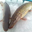 ���� ���������- ���� �������� !!, ������ - ��������� 9 ������� 2013 � ������ �9 ������� 2013� !!!!�