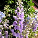 ���� �����, �������� - ��������� 8 ���� 2010