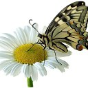 ���� ***�� �����, ������, 40 ��� - ��������� 21 ��� 2012 � ������ ���� ����������