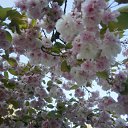 ���� Larysa., ������, 73 ���� - ��������� 25 ������ 2012 � ������ ���� ����������