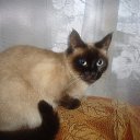 ������ ����� �� ������� ����� ��� ������������