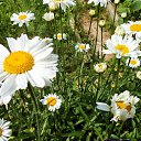 ������� ������� �� ������� ����λ