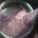  , , 49  -  15  2011   PetLove