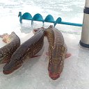 ���� ���������- ���� �������� !!, ������ - ��������� 9 ������� 2013 � ������ �9 ������� 2013� !!!!�