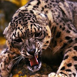 ���� �������, �����-���������, 43 ���� - ��������� 18 ������ 2013