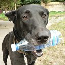 ���� ���, ������ - ��������� 7 ������ 2009 � ������ �In Memory of Nos, The Dog (R.I.P)�