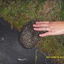 ���� 40nnn, �����-���������, 46 ��� - ��������� 18 ������� 2010 � ������ ���� �����������ʻ