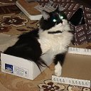 ���� �����, �����-��������� - ��������� 2 ������� 2009