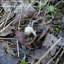 ���� Dimarik 7475, ������, 50 ��� - ��������� 6 ������ 2010 � ������ �PetLove�