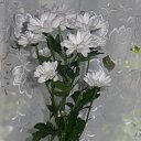  Kisa, , 42  -  9  2011    ...