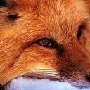 ���� Fox, �������, 51 ��� - ��������� 2 ���� 2013 � ������ ���� ����������