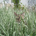 ���� �������, ���������, 51 ��� - ��������� 28 ����� 2010 � ������ ��������