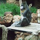 ���� Serji, ��������, 60 ��� - ��������� 17 ��� 2011 � ������ �Cape Town 2�