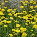 ���� Toryst, �����-���������, 53 ���� - ��������� 18 ����� 2010 � ������ ������������