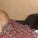 ���� ���������, ������ ��������, 46 ��� - ��������� 28 ������ 2009 � ������ ���� ��������: ������ � �����