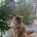 ...����... �� ������� ���� ����������