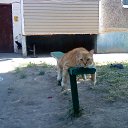     !!!=),  -  17  2011   *(ۻ