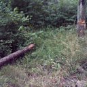 ���� ��������, ��������� - ��������� 21 ���� 2011 � ������ �������