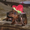 ���� ����, ������, 56 ��� - ��������� 17 �������� 2011 � ������ ����� ������